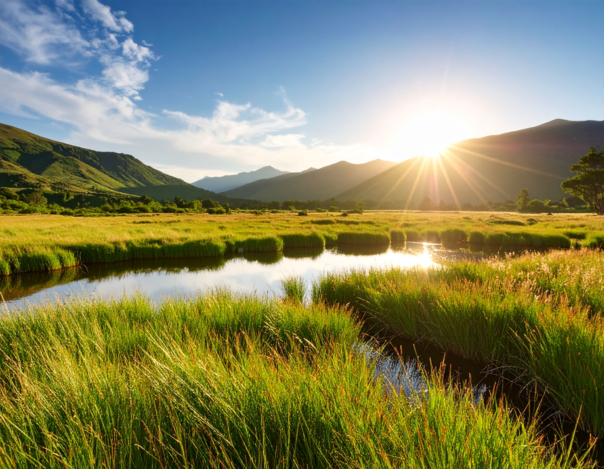 Home Firefly Field Grass And Water Photograth 581517