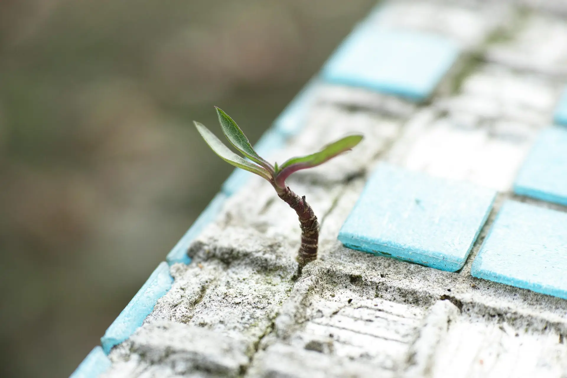 About A sprout pushes through worn blue cement tiles, symbolizing resilience and new life.